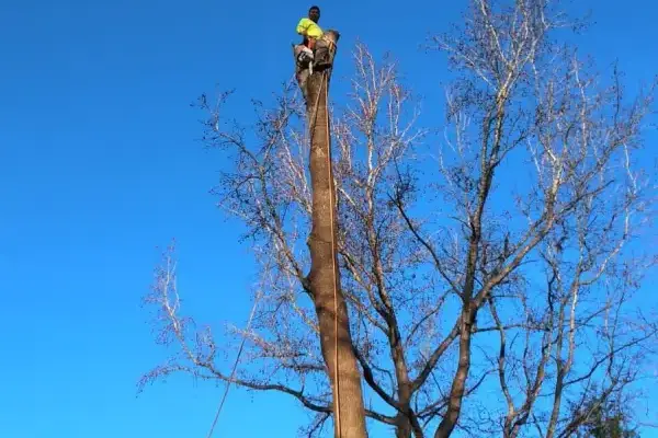 De Leon Tree Service LLC's Other Services