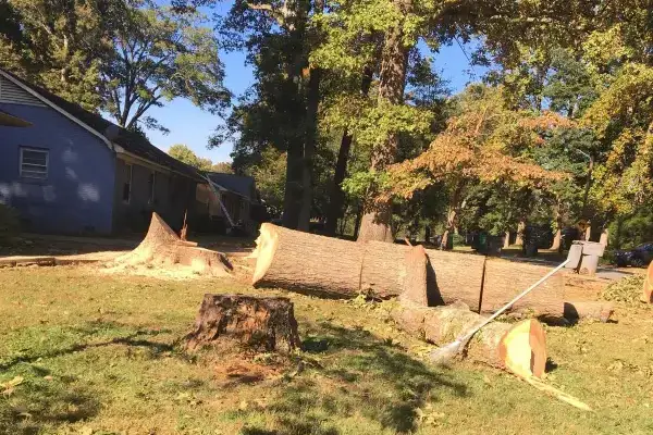 Tree Cutting Service