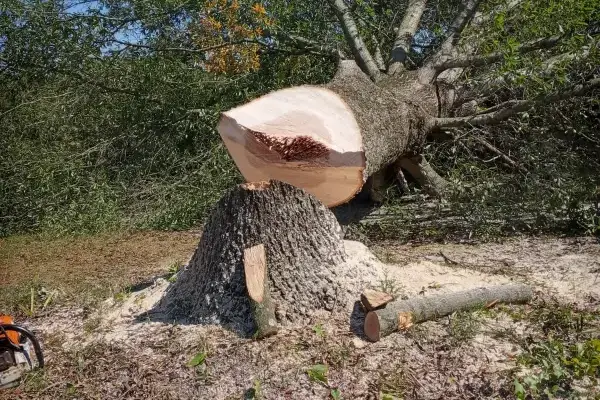 Tree Removal Service