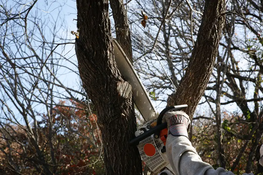 How Tree Removal Helps Prevent Structural Damage Austell, GA How Tree Removal Helps Prevent Structural Damage Austell, GA