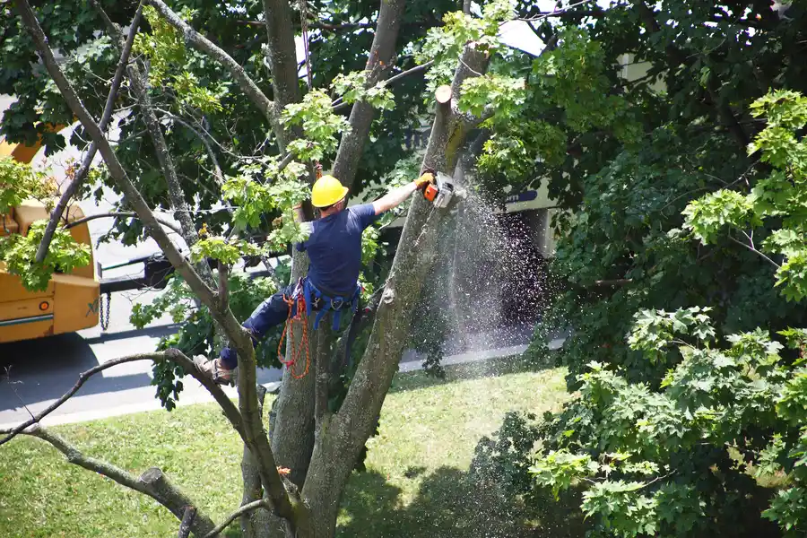 How Tree Removal Helps Prevent Structural Damage in Austell, GA How Tree Removal Helps Prevent Structural Damage in Austell, GA